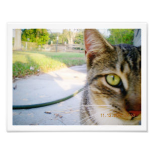 Gato de gato malhado Un-Nomeado foto "casamento "