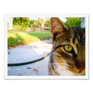 Gato de gato malhado Un-Nomeado foto "Lolo "