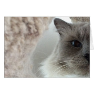 Gato de Ragdoll, cartão