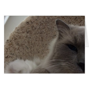Gato de Ragdoll, cartão