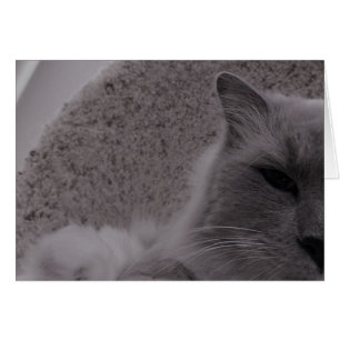 Gato de Ragdoll/Noir, cartão