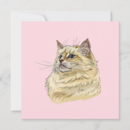 Gato de Ragdoll que desenhava a mão