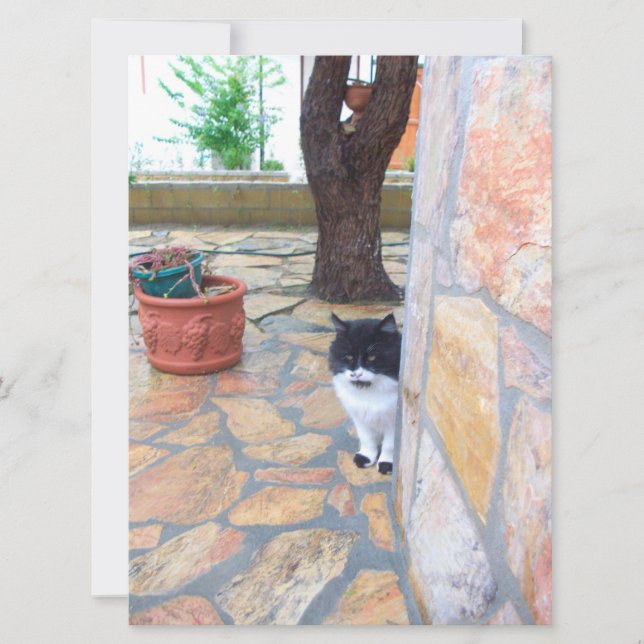 GATO DETECTIVO ATRÁS DA PAREDE DA PEDRA (Frente)