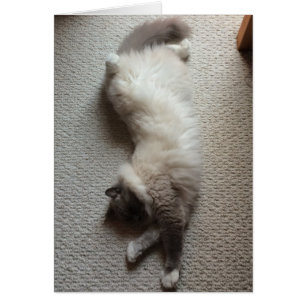 Gato do sono, cartão