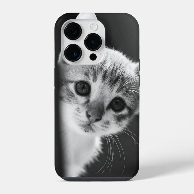gato doce (Verso)