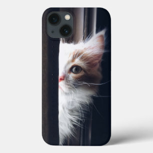 Gato Doce
