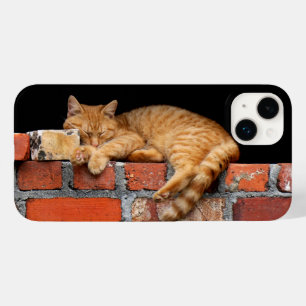 Gato dormindo na parede de tijolos