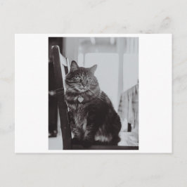 GATO EM CARTÃO POSTAL FOTOGRAFIA DE CADEIRA
