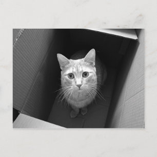 Gato em Cartões postais