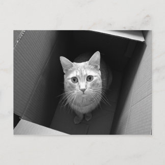 Gato em Cartões postais