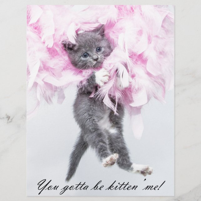 Gato Engraçado Humorístico (Frente)