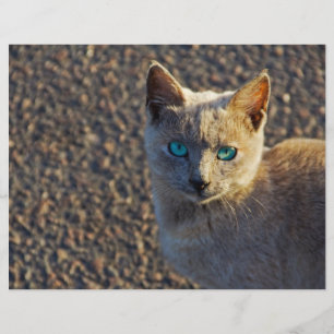 Gato Eyed azul