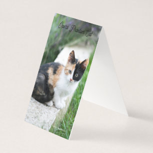 Gato Fantasma da Ópera