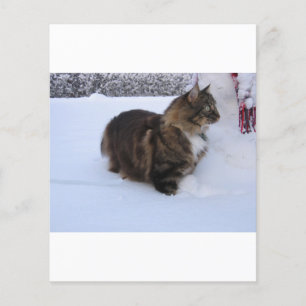 gato floresta norueguesa na neve