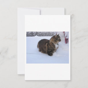 gato floresta norueguesa na neve