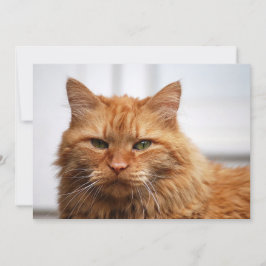 Gato Florestal Norueguês