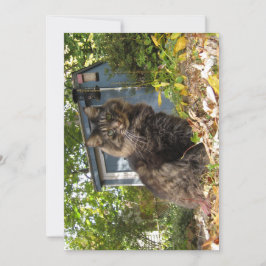 Gato Gato Gato Gato Gatinho de Maine Engraçado