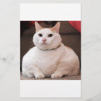 Gato Gordo