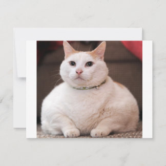 Gato Gordo