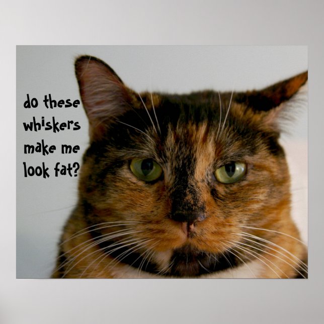 Gato gordo com atitude, poster de gato engraçado (Frente)