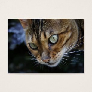 Gato lindo de Bengal