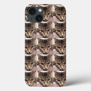 Gato Listrado-Instagram por Shirley Taylor