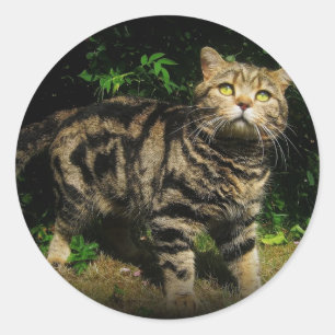Gato malhado de Brown - etiqueta do gato