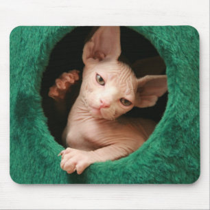 Gato Mousepad GoSphynx.com de Sphynx