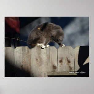 Gato na cerca (10) Poster
