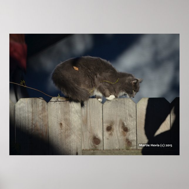 Gato na cerca (14) Poster (Frente)