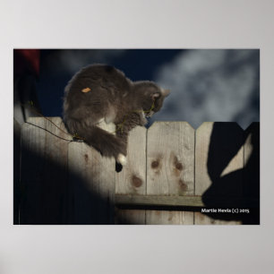 Gato na cerca (1) Poster
