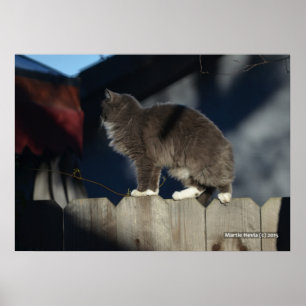 Gato na cerca (20) Poster