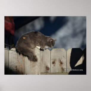 Gato na cerca (2) Poster