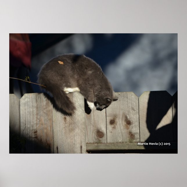 Gato na cerca (4) Poster (Frente)