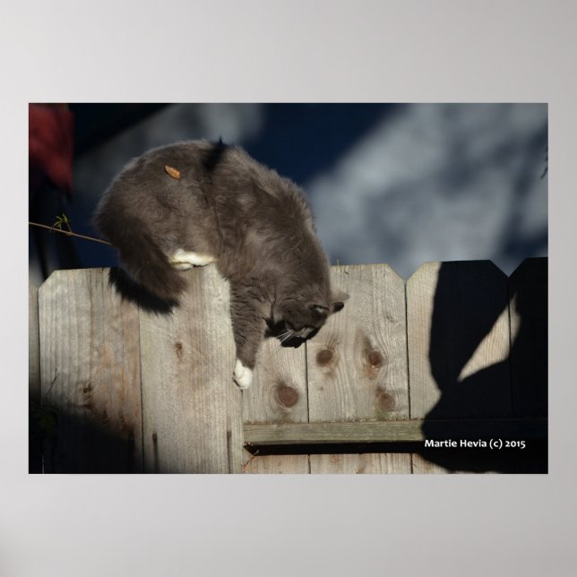 Gato na cerca (5) Poster (Frente)