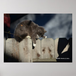 Gato na cerca (9) Poster