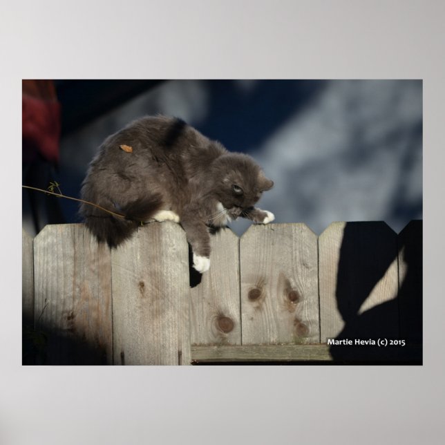 Gato na cerca (9) Poster (Frente)