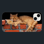 Gato na Parede Brick<br><div class="desc">2025</div>