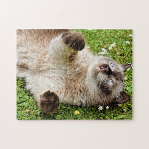 Gato na Quebra-cabeça do Jardim