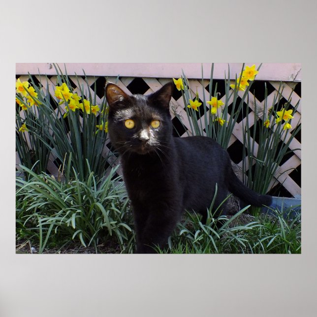 Gato Negro no Poster Daffodils (Frente)