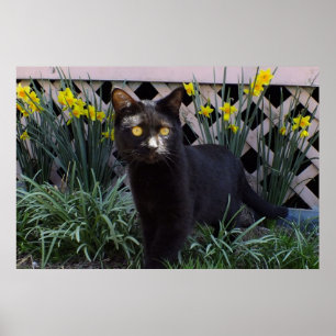 Gato Negro no Poster de Daffodils