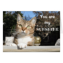 Gato no cartão da luz do sol