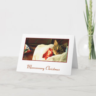 Gato no cartão de Natal do saco