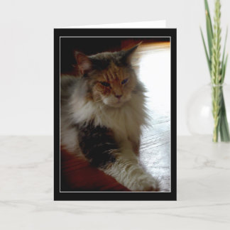 Gato no cartão de saudação de fotos da janela enso