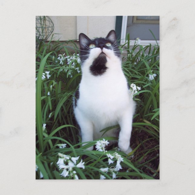 Gato no cartão postal das flores (Frente)