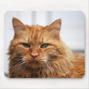Gato norueguês Mousepad da floresta