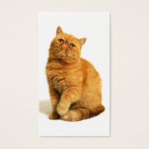 Gato persa