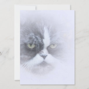 gato persa engraçado com olhos grandes