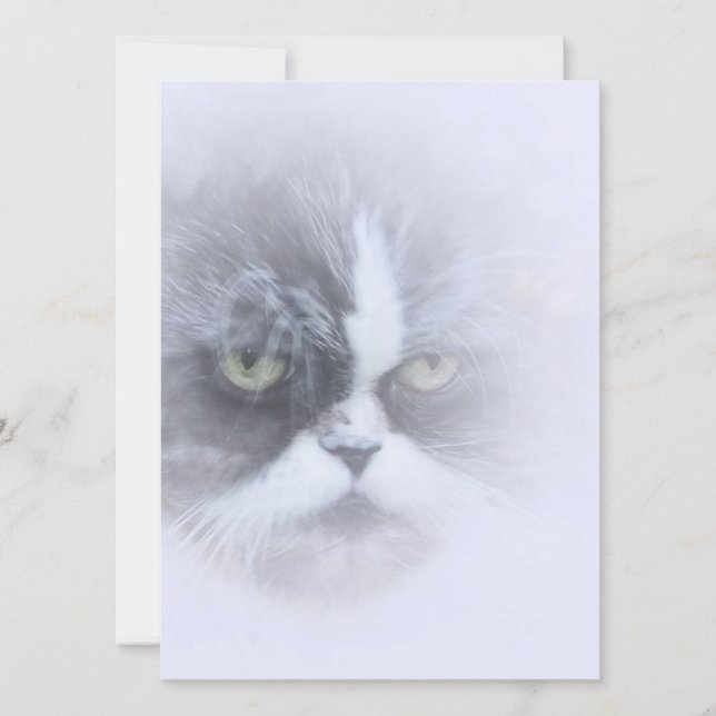 gato persa engraçado com olhos grandes (Frente)