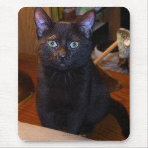 Gato preto bonito Mousepad